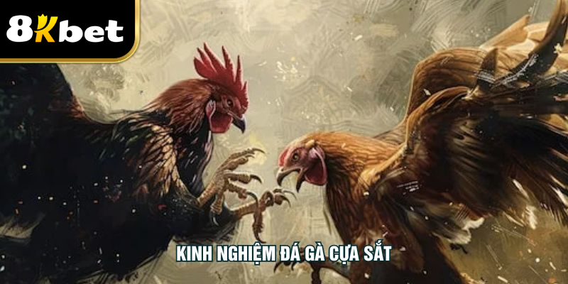 Kinh Nghiệm Đá Gà Cựa Sắt Đỉnh Cao Cho Người Mới