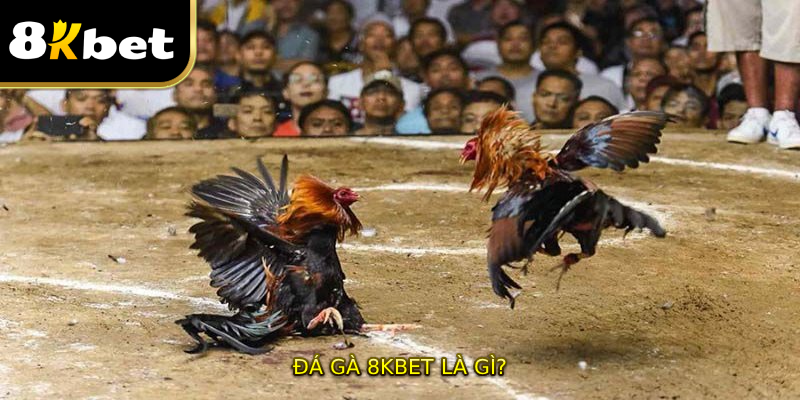 Đá gà 8KBET là gì?