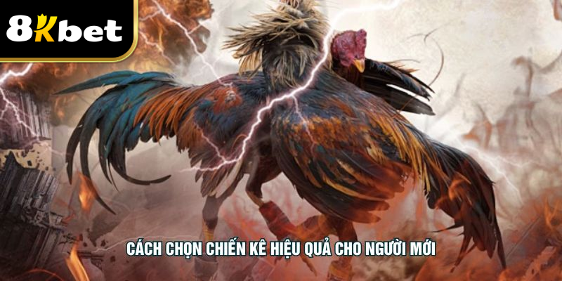 Cách chọn chiến kê hiệu quả cho người mới