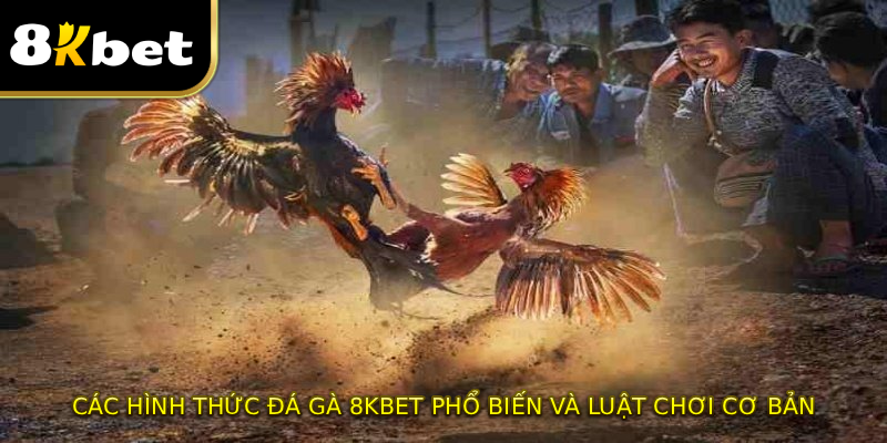 Các hình thức ĐÁ GÀ 8KBET phổ biến và luật chơi cơ bản