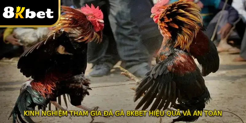 Kinh nghiệm tham gia đá gà 8KBET hiệu quả và an toàn