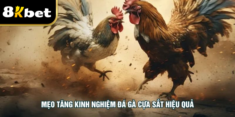 Mẹo tăng kinh nghiệm đá gà cựa sắt hiệu quả